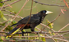 Crested Oropendola