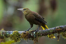 Russet-backed Oropendola