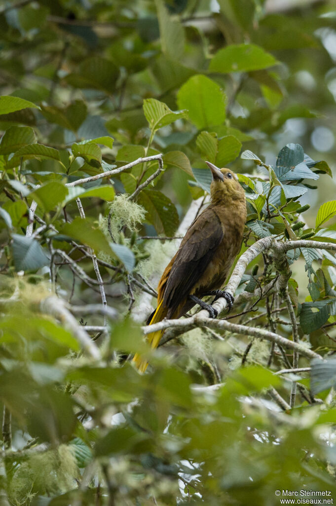 Russet-backed Oropendola