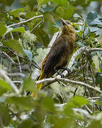 Russet-backed Oropendola