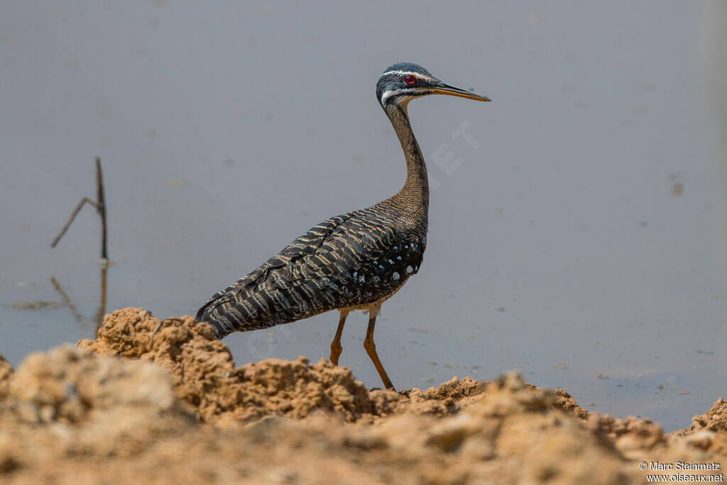 Sunbittern