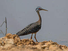 Sunbittern