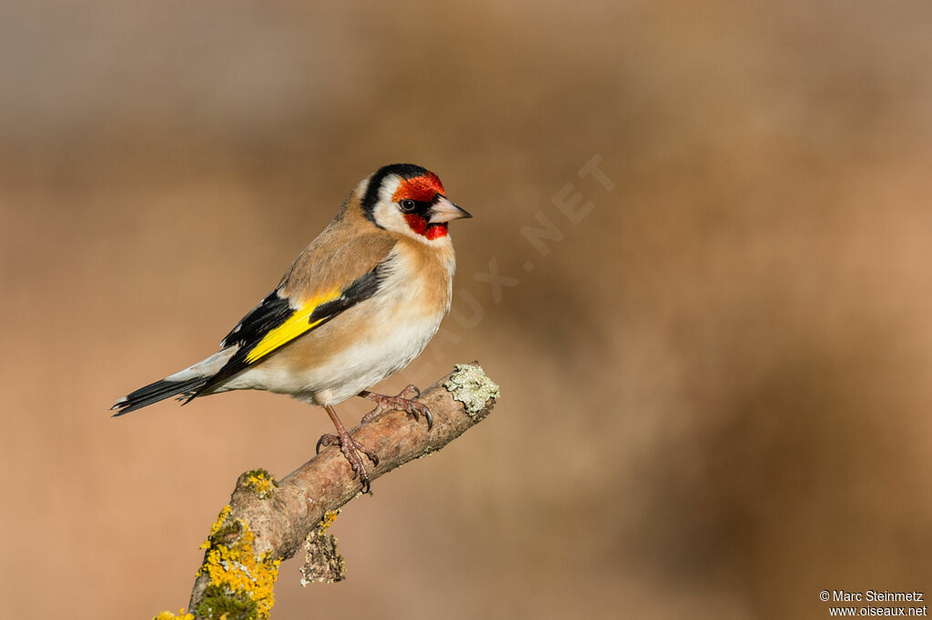 European Goldfinch