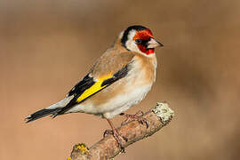 European Goldfinch