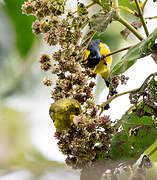 Lesser Goldfinch
