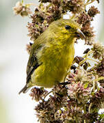 Lesser Goldfinch