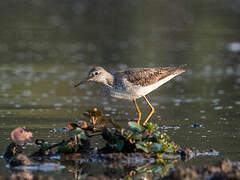 Lesser Yellowlegs