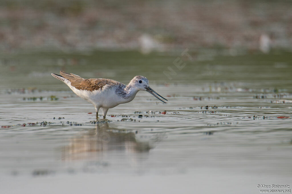 Common Greenshank