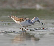 Common Greenshank