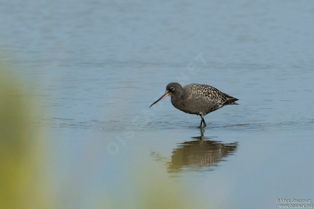 Spotted Redshank