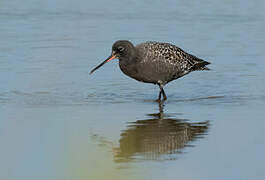 Spotted Redshank