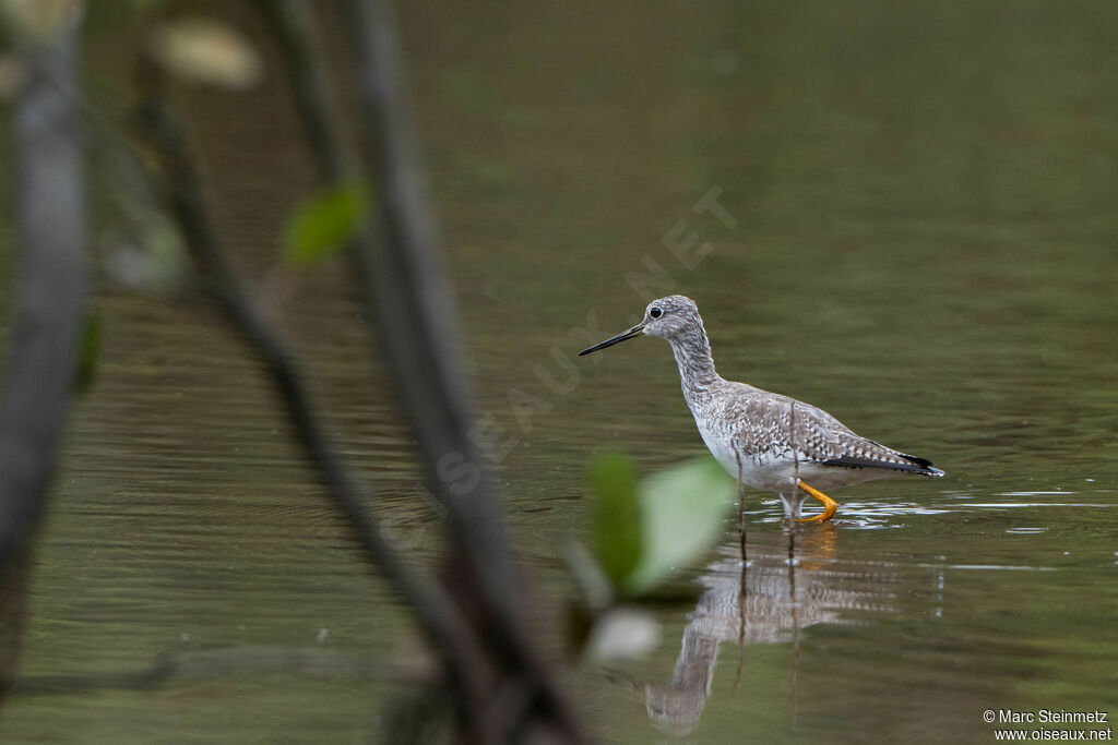 Greater Yellowlegs