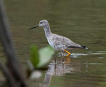 Greater Yellowlegs