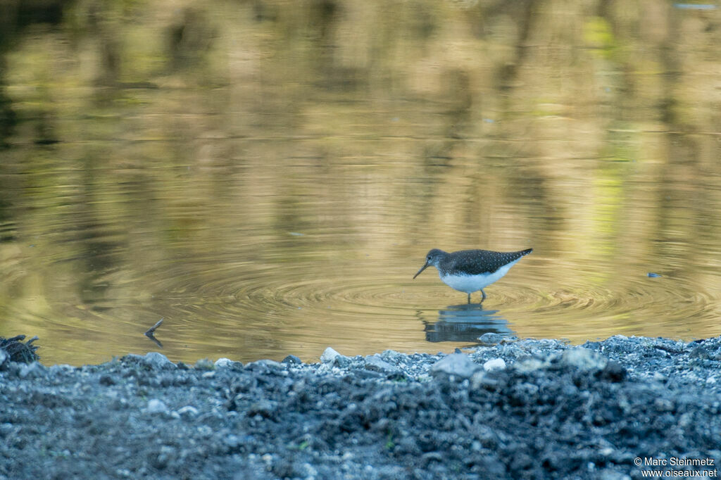 Green Sandpiper