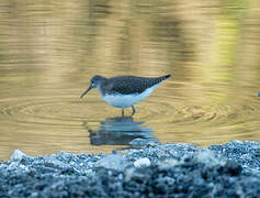 Green Sandpiper