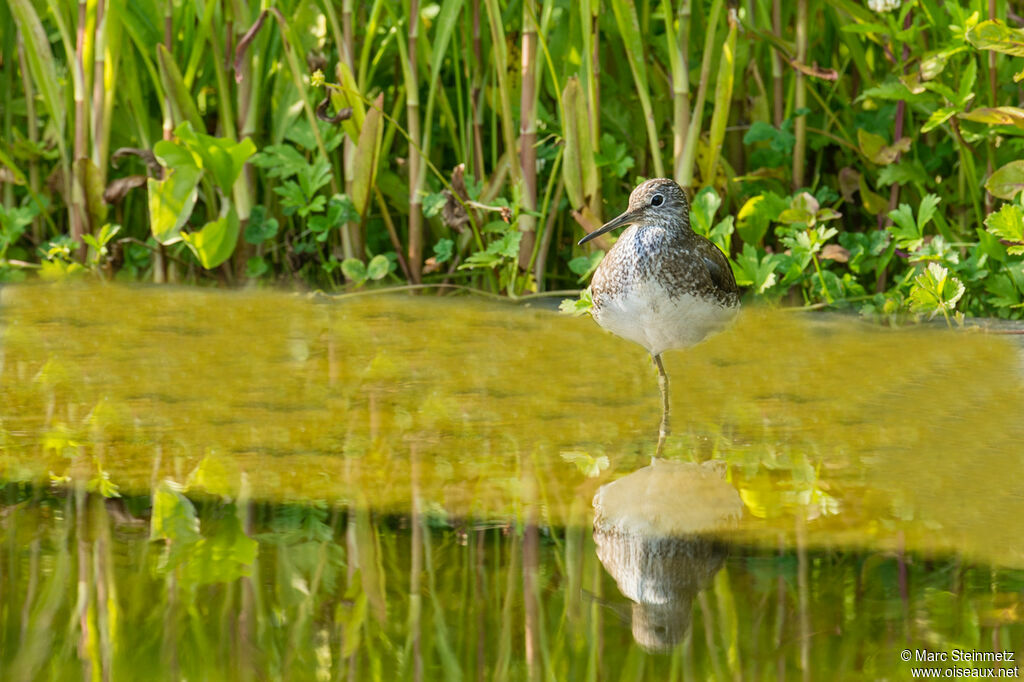 Green Sandpiper