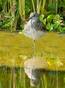 Green Sandpiper