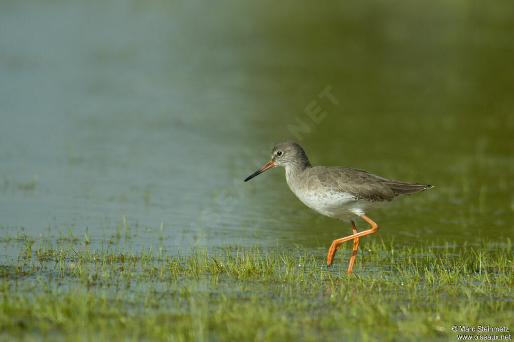 Common Redshank