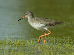 Common Redshank