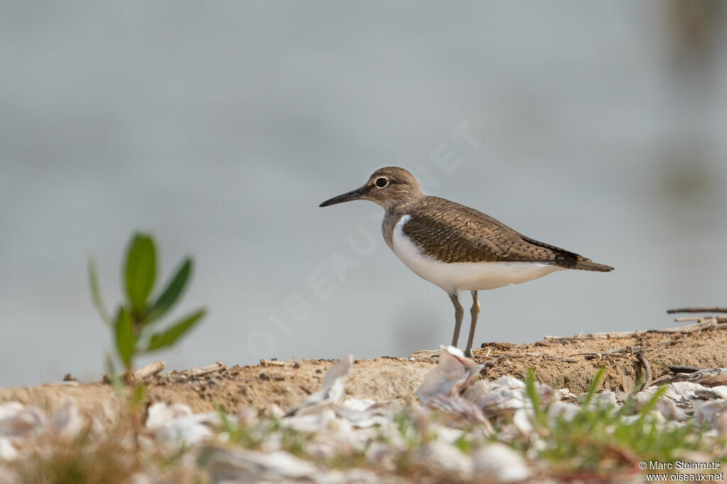 Common Sandpiper