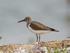 Common Sandpiper