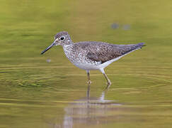 Solitary Sandpiper