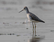 Marsh Sandpiper