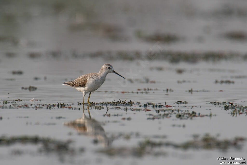 Marsh Sandpiper