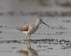 Marsh Sandpiper