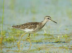 Wood Sandpiper