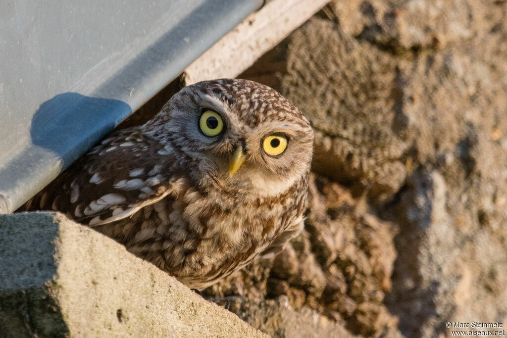 Little Owl