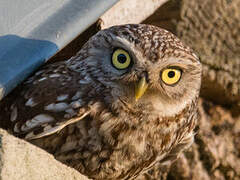 Little Owl