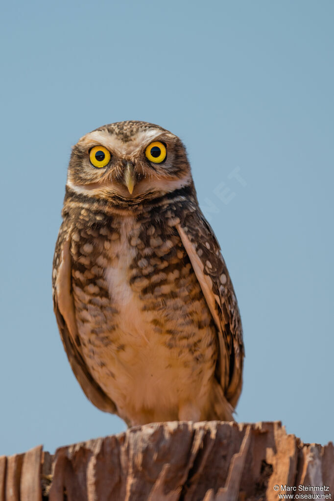 Burrowing Owl