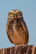 Burrowing Owl