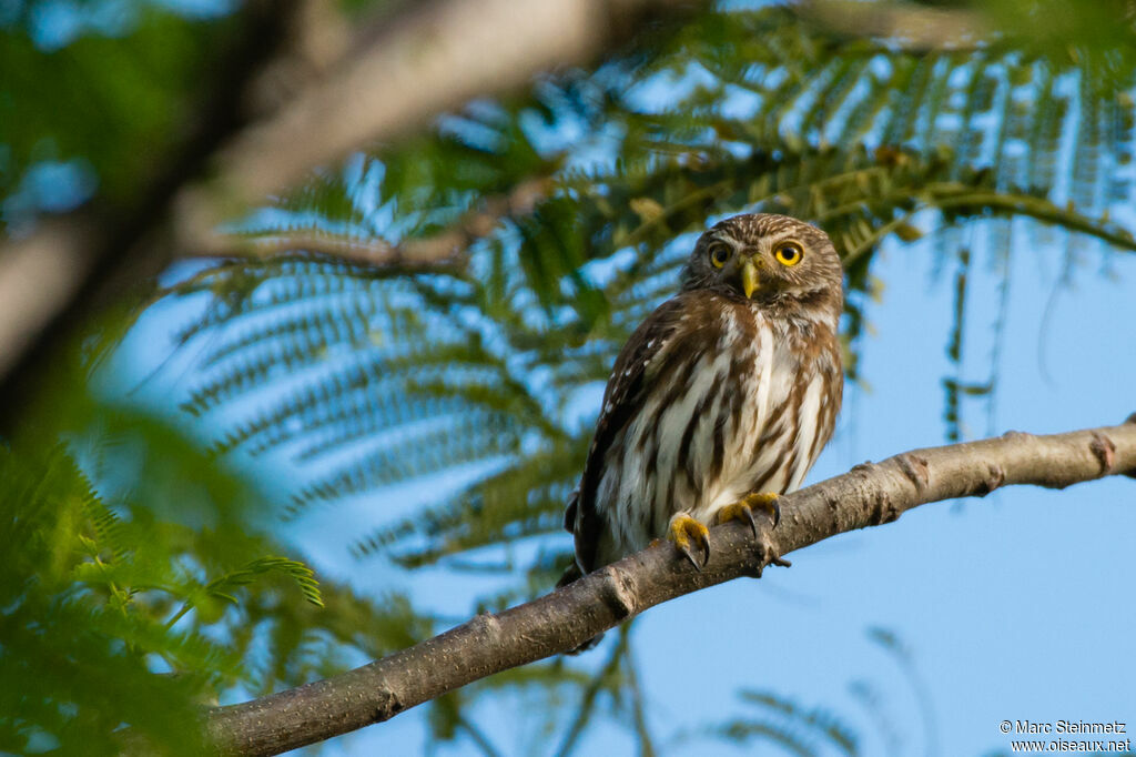 Ferruginous Pygmy Owl