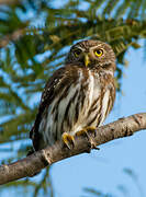 Ferruginous Pygmy Owl