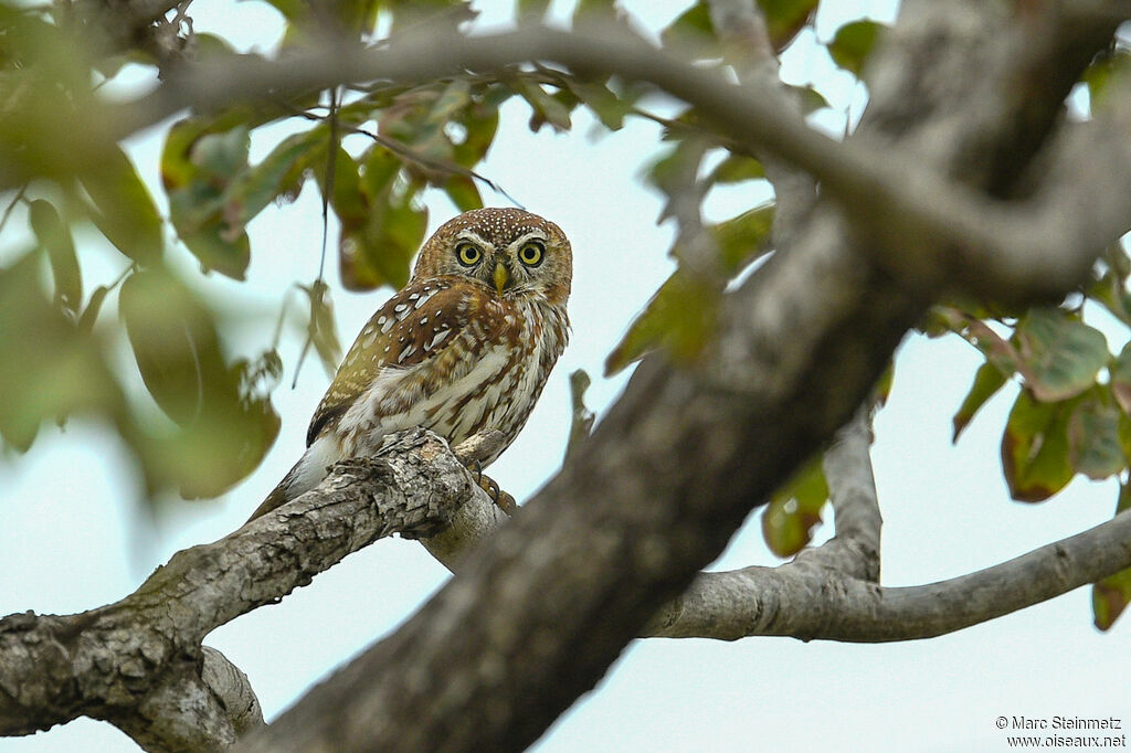 Pearl-spotted Owlet