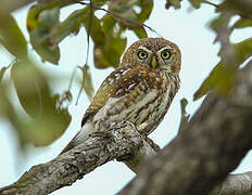 Pearl-spotted Owlet