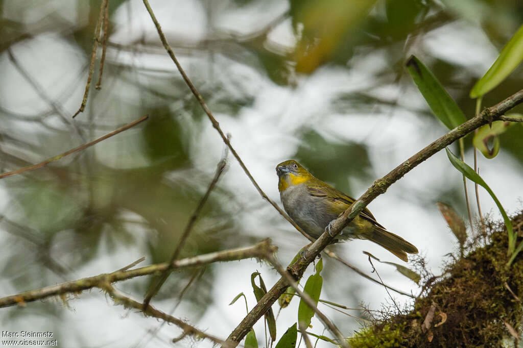 Chlorospin à gorge jaune adulte, identification