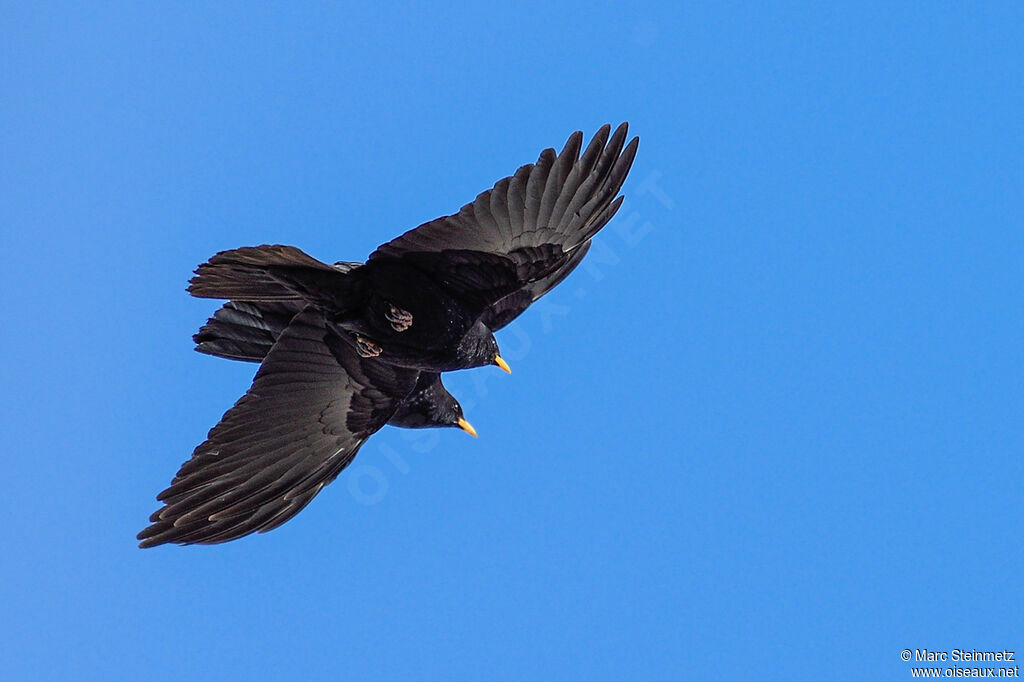 Alpine Chough