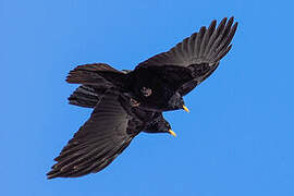 Alpine Chough