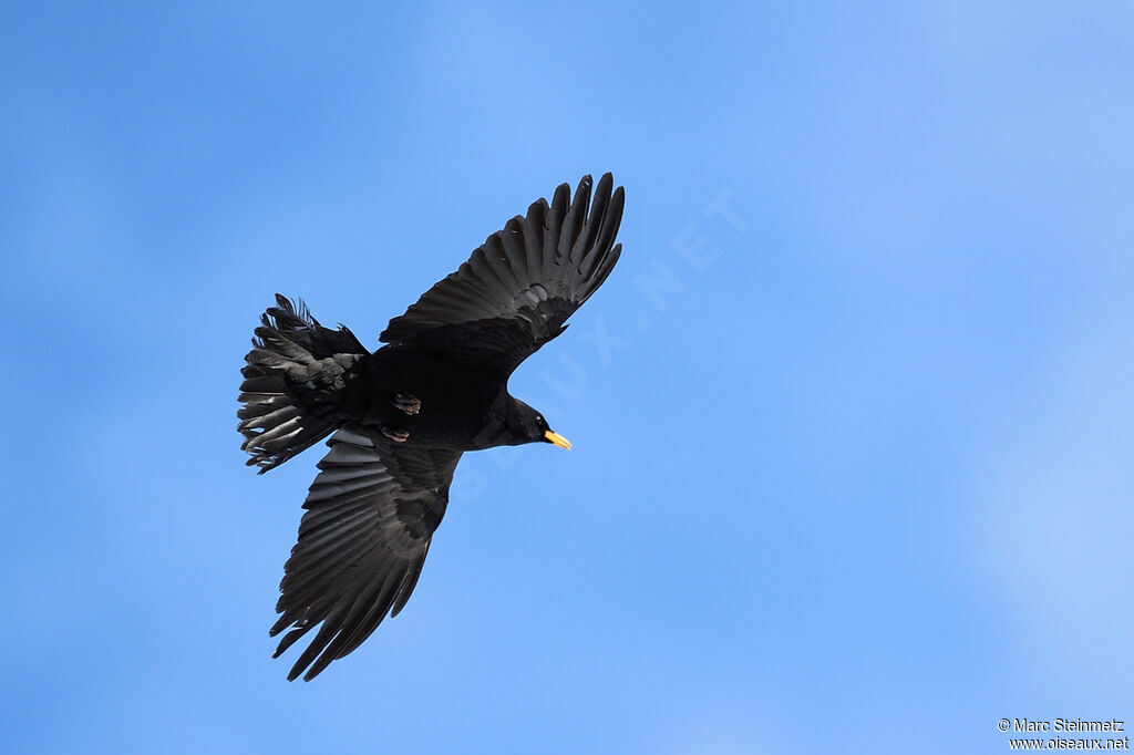 Alpine Chough