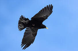 Alpine Chough