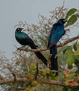 Long-tailed Glossy Starling