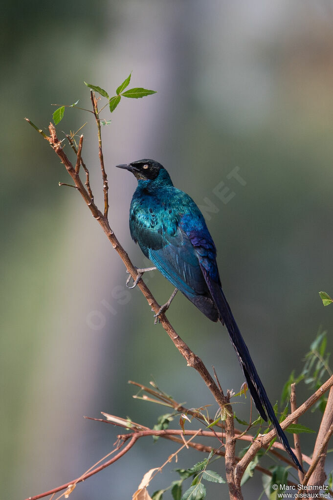 Long-tailed Glossy Starling