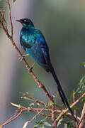 Long-tailed Glossy Starling