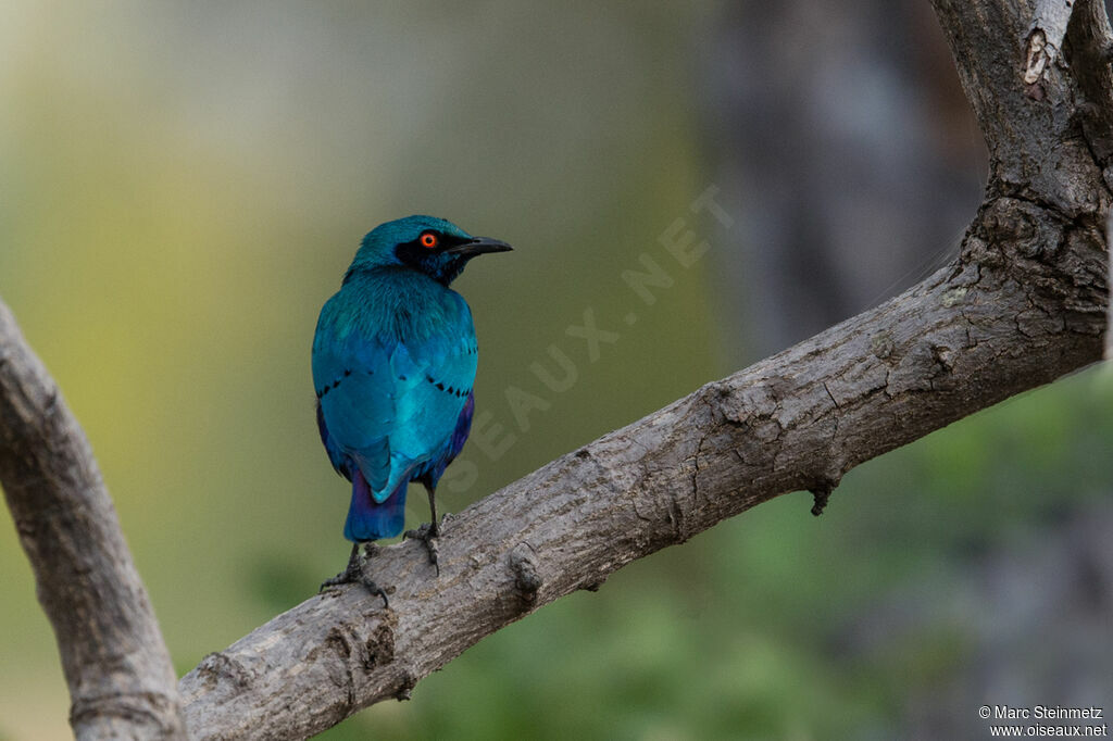 Greater Blue-eared Starling