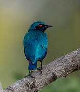 Greater Blue-eared Starling