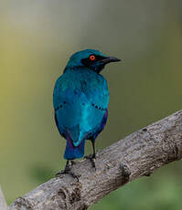 Choucador à oreillons bleus