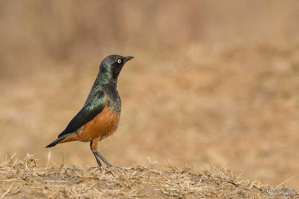 Chestnut-bellied Starling